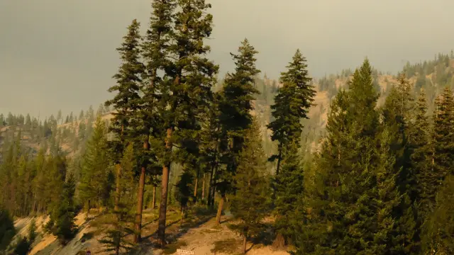 Trees on a mountain