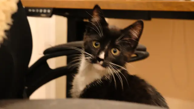 Kitten